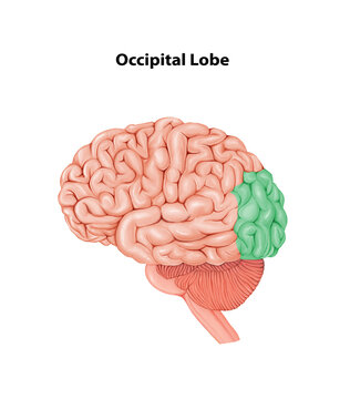 Occipital Lobe  Medical Illustration Human Brain anatomy