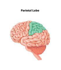 Parietal Lobe  Medical Illustration Human anatomy