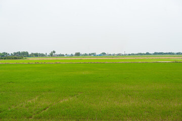 View of field on a background of the sky. Plants growing in the field