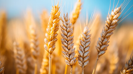 Wheat field with the sun. Golden wheat ears close-up. A fresh crop of rye
