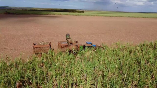 Brazilian sugar cane farm at harvest season