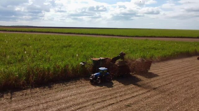 Brazilian sugar cane farm at harvest season