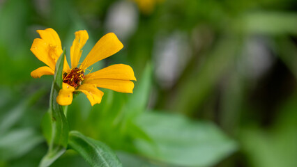 Flor amarilla del campo