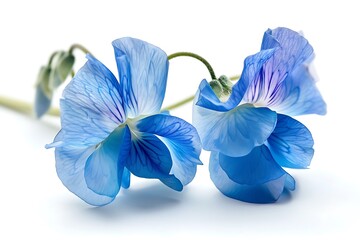 Fototapeta premium Purple Sweet Pea Isolated on White Background. Beautiful Sweet Pea Flower