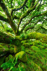 Obraz premium Sessile oaks and moss in Wistman's Wood Dartmoor Devon England UK GB British Isles
