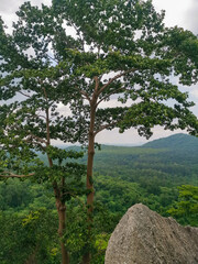 Tree is growing on a mountain