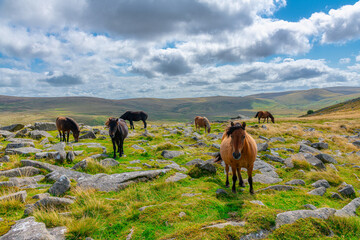 Wild Horses in the area surrounding Belstone Tor in Dartmoor National Park, Belstone Common, Devon, United Kingdom 