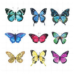 Butterfly painted in watercolor on white background.