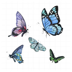 Butterfly painted in watercolor on white background.