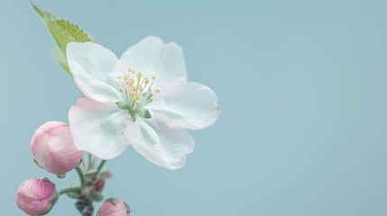 Fototapeta premium A soft pink apple blossom flower isolated on a light blue background.