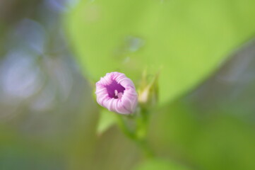 Fototapeta premium 夏の訪れを告げる：ホシアサガオの蕾（Ipomoea triloba）