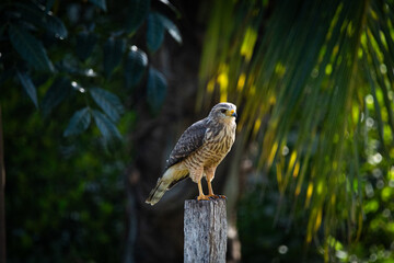 hawk on a branch