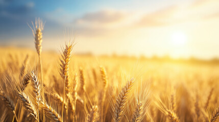 Golden wheat fields sway gently in wind under warm sunset, creating serene and peaceful atmosphere. golden hues reflect beauty of natures bounty