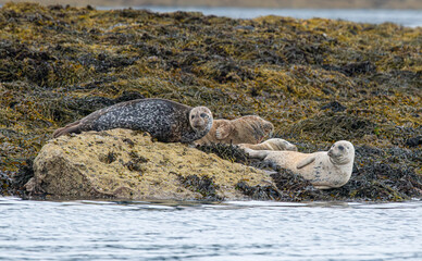 Fototapeta premium Gray seals at Mull of Kintyre, Scotland