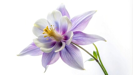 Translucent columbine flower on a white background reflected