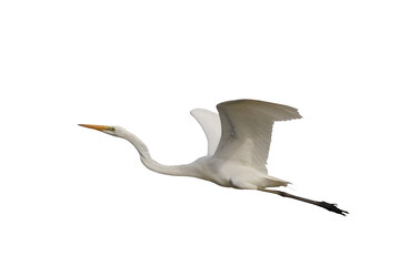 Beautiful Eastern great egret flying isolated on transparent background png file