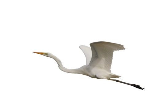 Beautiful Eastern great egret flying isolated on transparent background png file