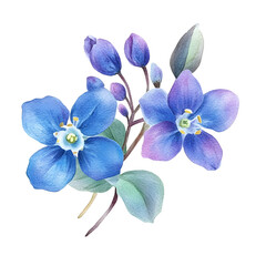 Wildflower forgetmenot flower in a watercolor style isolated. Full name of the plant: forgetmenot, myosotis. Aquarelle flower could be used for background, texture, wrapper pattern, frame or border.