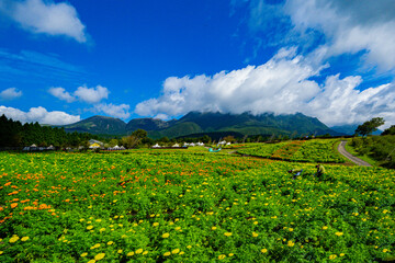 久住高原のマリーゴｰルド