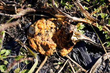 Kürbisse und Kürbisblüten auf dem Feld kurz vor der Ernte - Pumpkins and squash blossoms in the field just before harvest