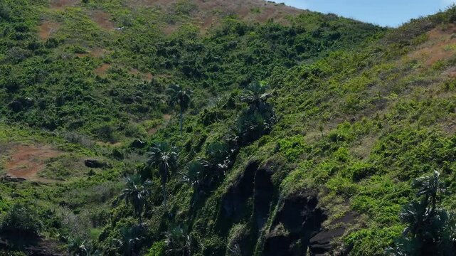 White-tailed tropicbirds flying around Coin de Mire island sea cliffs, aerial