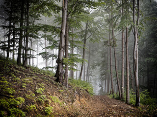 The image depicts a misty forest with tall, slender trees. A dirt path winds through the scene, leading into the fog. The lush green leaves and earthy tones create a serene, mysterious atmosphere.

