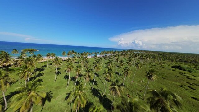 FPV drone shot over palm trees, toward a paradise beach, in the sunny Caribbean