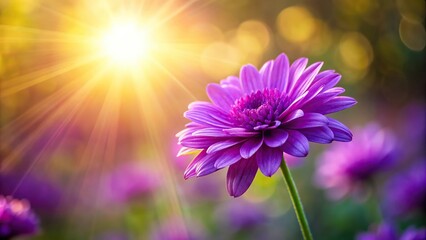 Fototapeta premium Vibrant purple flower reflecting sunlight in background