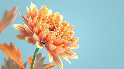 A bright orange chrysanthemum flower isolated on a light blue background.