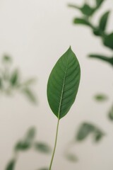 Fototapeta premium Green Leaves Frame with Blurred Background.