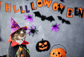 Cat in Halloween costume, Halloween background