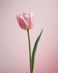 Fototapeta premium Single pink tulip on light pink background with central stem.