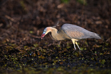 Whistling Heron hunting on wetland floor at sunset