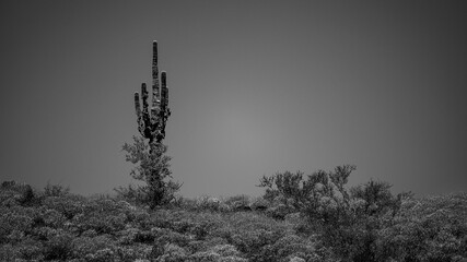 Low key black and white - Saguaro cactus on desert ridge in the Pobrecito area of the Salt River...