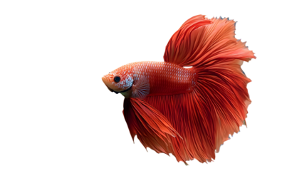 red color of Siamese fighting fish betta Thailand fish movement