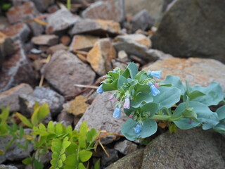 ハマベンケイソウの花