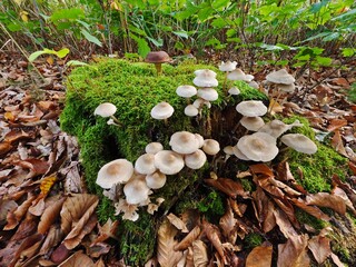 Fototapety na wymiar - Fototapeta24.pl