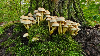 Fototapeta premium Mushrooms from the perspective of a beetle fantastic macro world in the forest