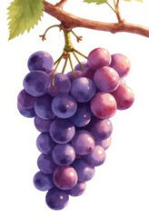 Fototapeta premium Purple Grapes on Vine 
