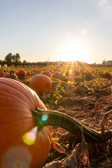 Organic pumpkin field in sunset in low angle view with many squash and halloween pumpkins for Thanksgiving or October autumn decoration in warm sunset glow with copy space and big pumpkins harvesting