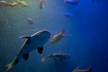 Obraz premium A picture of Redtail catfish (Phractocephalus hemioliopterus) which is a freshwater fish.