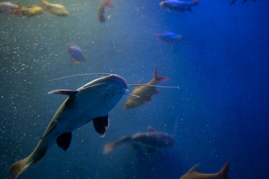 A picture of Redtail catfish (Phractocephalus hemioliopterus) which is a freshwater fish.