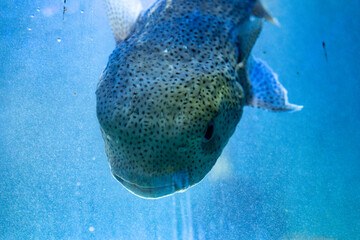 A close up of picture of a porcupine or puffer fish  in clear blue water