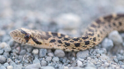 Pacific Gopher Snake Juvenile Close-up. Bay Trail, Sunnyvale, anta Clara County, California, USA.