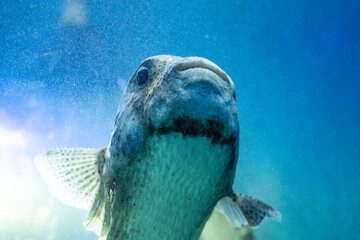 A close up of picture of a porcupine or puffer fish  in clear blue water