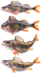 Fish perch isolated on white background