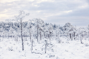 Frosty pine trees on a bog in a wintry landscape