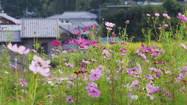 明日香村に咲く秋桜