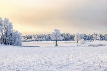 Frosty rural landscape with snow in the meadow landscape