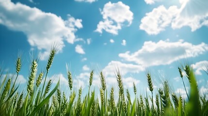 Obraz premium Lush green field of waving wheat under a bright blue sky with fluffy white clouds A peaceful picturesque countryside landscape with a serene expansive vista